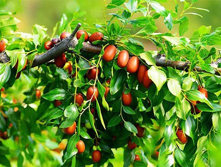 Jujube tree after using seaweed fertilizer