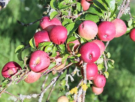Apples fertilized with seaweed