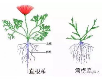 Root system of crops