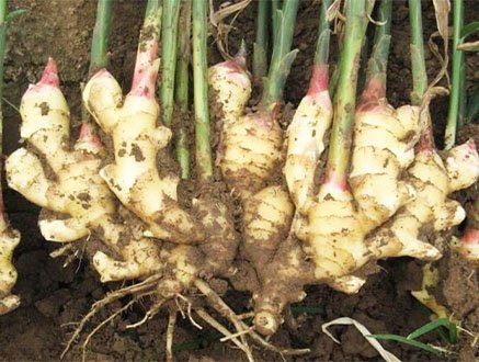 Ginger fertilized with seaweed