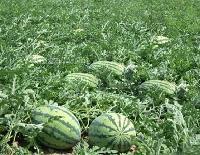 10 common problems in watermelon planting